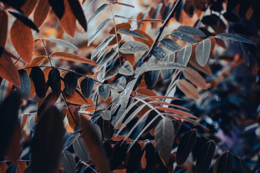 Close up tree branch under the rain concept photo. Young walnut branches, stems in springtime. High quality picture for wallpaper