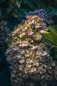 Close up sunny morning flowers in the garden concept photo. Front view photography with blossoming fuchsia. High quality picture for wallpaper, travel blog, magazine, article