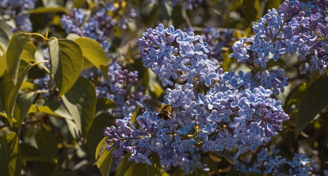 Close up purple blooming lilac in spring garden concept photo. Photography with blurred background. Spring garden blossom background