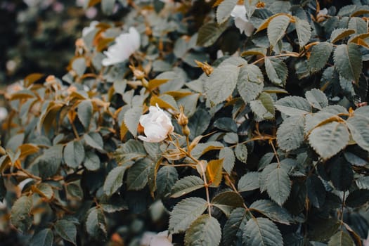 Dog rose flower buds under rain concept photo. Growing Rosa canina in thevgarden. Front view photography with blurred magical background. High quality picture for wallpaper