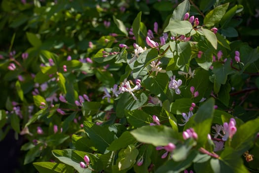 Blooming spring sunny bush in the garden concept photo. Countryside at spring season. Spring park blossom background