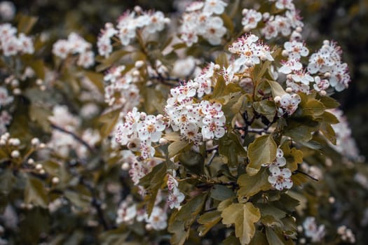 Blooming Choisya branches in the forest in spring concept photo. Rainy weather countryside at spring season. Spring park blossom background