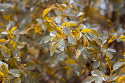 Close up autumn foliage of dog-rose concept photo. Front view photography with blurred background. High quality picture for wallpaper