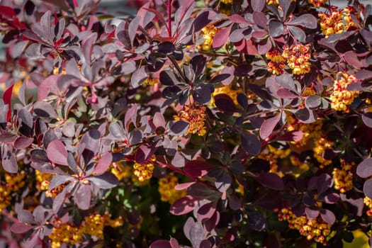 Close up blooming spring bush under sunlight concept photo. Countryside at spring season. Spring park blossom background