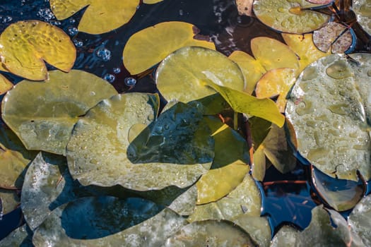 Close up view of autumn garden pond filled with aquatic plant. Water lily flower leaves in day time. Beautiful nature scenery photography. Idyllic scene. High quality picture for wallpaper, travel blog.