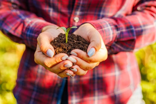 Woman holding in her hands green sprout seedling in soil. Concept of Earth day, organic gardening, ecology, sustainable life
