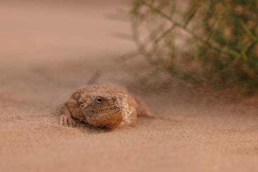 Toad-headed agama, Phrynocephalus mystaceus. Calm desert roundhead lizard on the sand in its natural environment. A living dragon of the desert Close up. incredible desert lizard.