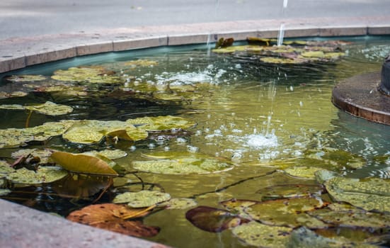 View of a garden pond filled with aquatic plants under rain. Water lily flower leaves in fountain. Beautiful nature scenery photography. Idyllic scene. High quality picture for wallpaper, travel blog.