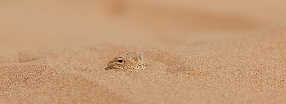 Toad-headed agama Phrynocephalus mystaceus, burrows into the sand in its natural environment. A living dragon of the desert Close up. incredible desert lizard.