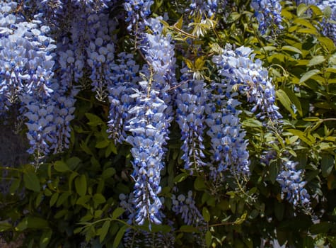 Close up pink spring flower wisteria under sunlight concept photo. Countryside at spring season. Spring garden blossom background