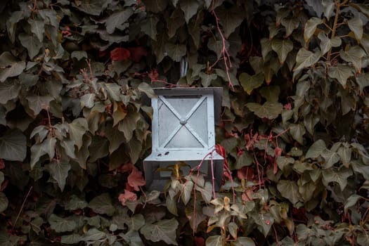 Hedge fence with lantern outside of building facade. Wall covered with ivy plant. Front view photography with autumn background. High quality picture