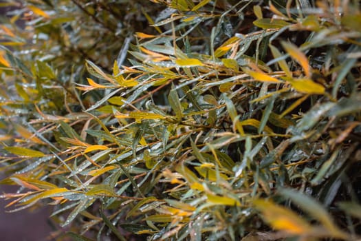 Close up willow leaves with raindrops in park concept photo. Young branches, stems in summer. Front view photography with blurred background. High quality picture