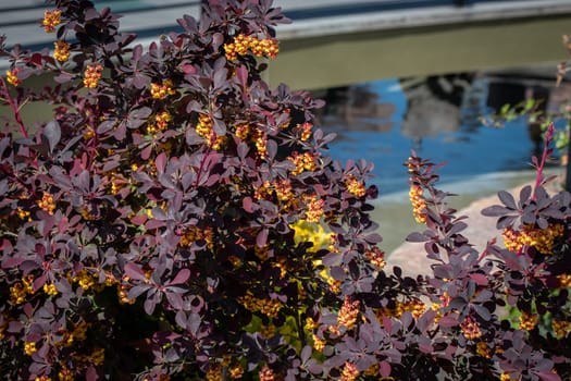 Blooming spring bush under sun light concept photo. Countryside at spring season. Spring park blossom background