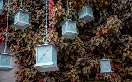 Hedge fence with hanging lanterns outside of building facade. Wall covered with ivy plant and lamp. Front view photography with autumn background. High quality picture