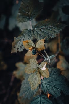 Close up blackberry branch autumn bush concept photo. Outdoors in rural morning. Front view photography with blurred background. High quality picture for wallpaper