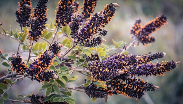 Close up Locust trees flower on tree concept photo. Photography with blurred background. Countryside at spring season. Spring purple garden blossom background