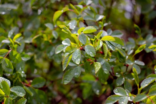 Close up dew drops on birch twigs concept photo. Young branches, stems in springtime. Front view photography with blurred background. High quality picture