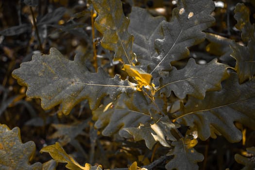 Oak branch in morning sun rays concept photo. The horizontal arrangement of the photo. Sunny dew morning, outdoor autumn bushes. High quality picture for wallpaper