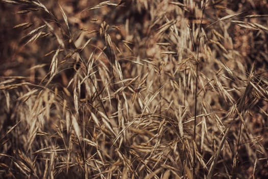 Wild grass, dry yellow grass with red bug concept photo. Beautiful nature scenery photography. Idyllic scene. High quality picture for wallpaper