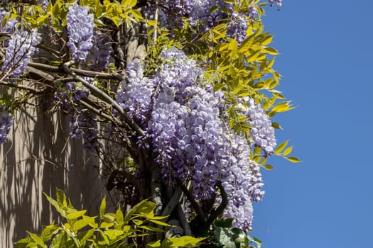 Flowering Wisteria plant on house wall concept photo. Countryside at spring season. Spring garden blossom background