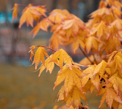 Close up maple branch with rain drops, autumn photo. Front view photography with blurred background. High quality picture for wallpaper