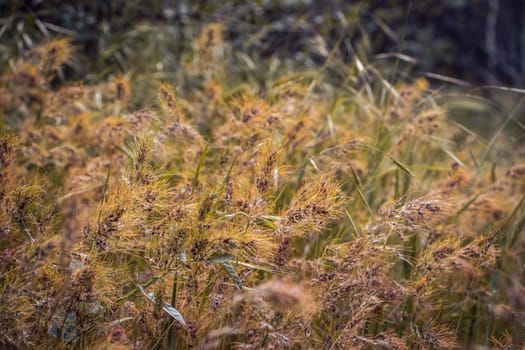 Wild grass, dry yellow grass with red bug concept photo. Beautiful nature scenery photography. Idyllic scene. High quality picture for wallpaper