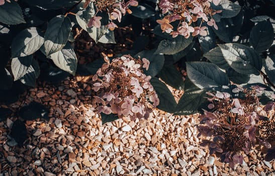 Close up blooming sunny flowers in the garden concept photo. Front view photography with blurred background. High quality picture for wallpaper, travel blog, magazine, article