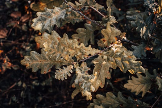 Oak leaves with dew autumn sunny morning concept photo. The horizontal arrangement of the photo. Sunny dew morning, outdoor autumn bushes. High quality picture for wallpaper