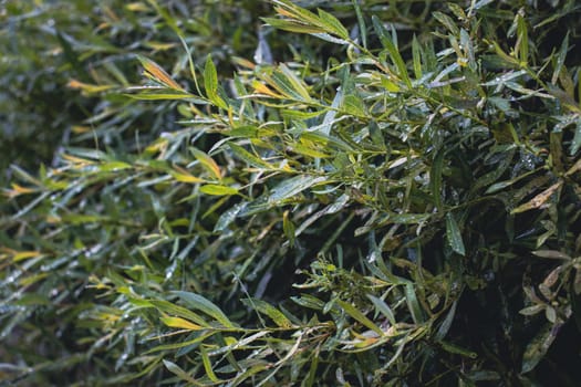 Close up green willow leaves with dew in park concept photo. Young branches, stems in summer. Front view photography with blurred background. High quality picture