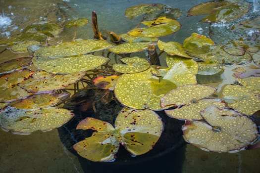 Close up view of a garden pond filled with aquatic plants in a pot. Water lily flower leaves under rain. Beautiful nature scenery photography. Idyllic scene. High quality picture for wallpaper, travel blog.