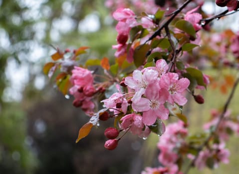 Close up apple spring flower in the rain concept photo. Photography with blurred background. Countryside at spring season. Spring garden blossom background