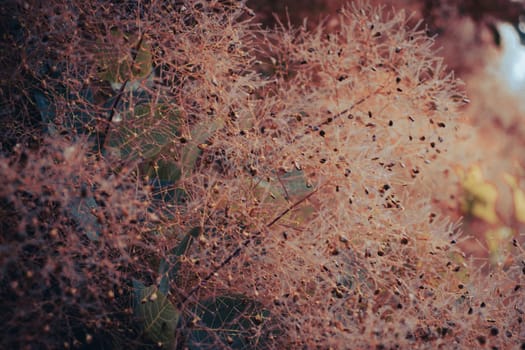 Cotinus coggygria bright blossom bush concept photo. Royal purple smoke bush, smokebush, smoke tree and purple smoke tree. High quality picture for wallpaper