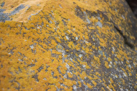 Close up yellow lichen cover the rough stone concept photo. Show with macro view. Rocks full of the moss texture in nature for wallpaper.