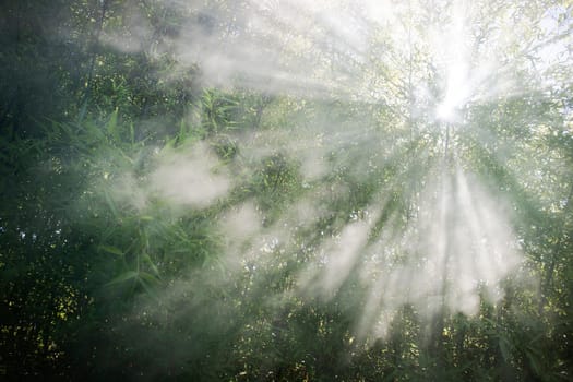 Stellar effect of light filtering through smoke in a reed thicket 