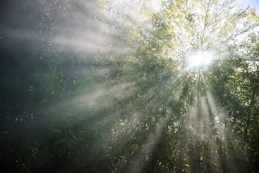 Stellar effect of light filtering through smoke in a reed thicket 