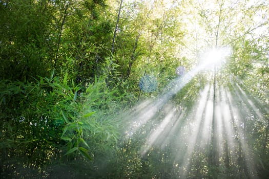 Stellar effect of light filtering through smoke in a reed thicket 