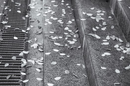 Autumn leaves on the ground near steps black and white photo. Iron grille near steps. Fall scene of the leaves. Idyllic scene, fall season. High quality picture for wallpaper, travel blog.