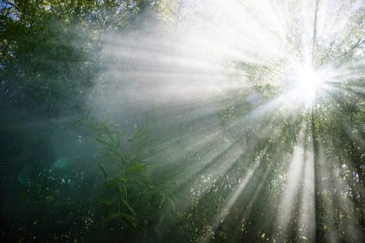 Stellar effect of light filtering through smoke in a reed thicket 