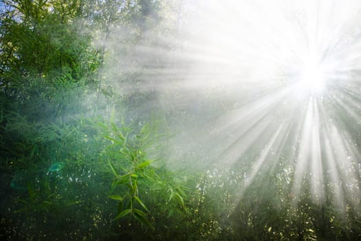 Stellar effect of light filtering through smoke in a reed thicket 