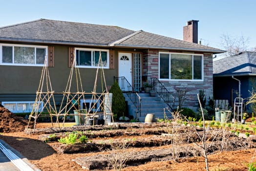 Green sprouts on garden patches in front of family residential house. Preparing garden for spring planting