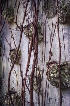 Old abandoned greenhouse concept photo. Stone house, ivy plant on the wall. Historical settlement in garden with stone nests. Nature filled everything with plants