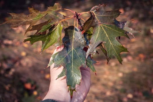 Gardener's hand holding maple leaf concept photo. Hand holding maple branch on autumn yellow sunny background. Autumnal park. High quality picture for wallpaper, travel blog,