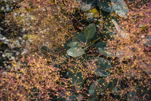 Close up bright blossom bush with raindrops concept photo. Royal purple smoke bush, smokebush, smoke tree and purple smoke tree. High quality picture for wallpaper