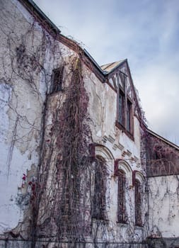 Facade of the old castle with ivy plant concept photo. Castle tower. Architectural detail of damage building. Old doors, windows, balconies. Ukrainian moldings