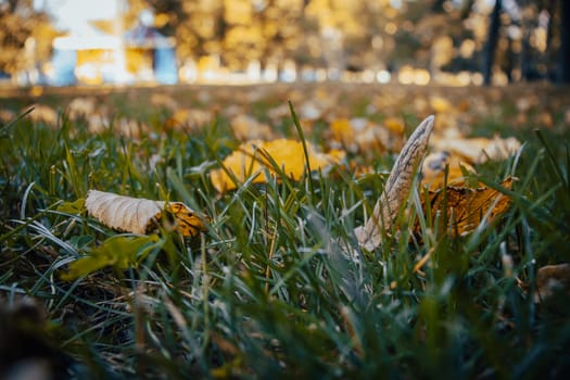 Close up fallen yellow leaves on grass in park concept photo. Green grass and fallen leaves. Lawn - grass with leaves - autumn background. Beautiful nature scenery photography. High quality picture for wallpaper, travel blog.