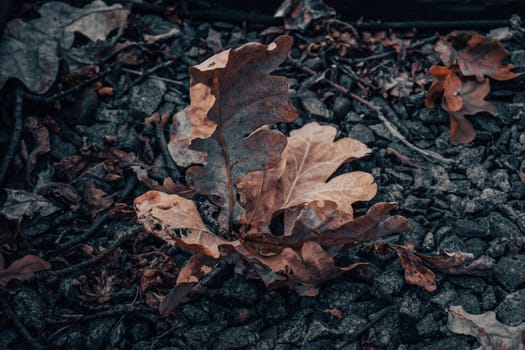 Close up autumn oak dry leaves on the stones concept photo. Fall season, top view. Beautiful nature scenery photography. High quality picture for wallpaper, travel blog.