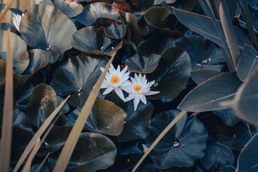 View of a garden pond with white water lily flower concept photo. Beautiful nature scenery photography. Idyllic scene. High quality picture for wallpaper, travel blog.