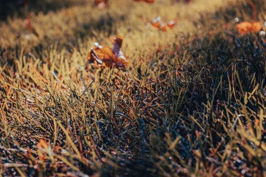 Close up fallen yellow leaves on grass in park concept photo. Green grass and fallen leaves. Lawn - grass with leaves - autumn background. Beautiful nature scenery photography. High quality picture for wallpaper, travel blog.