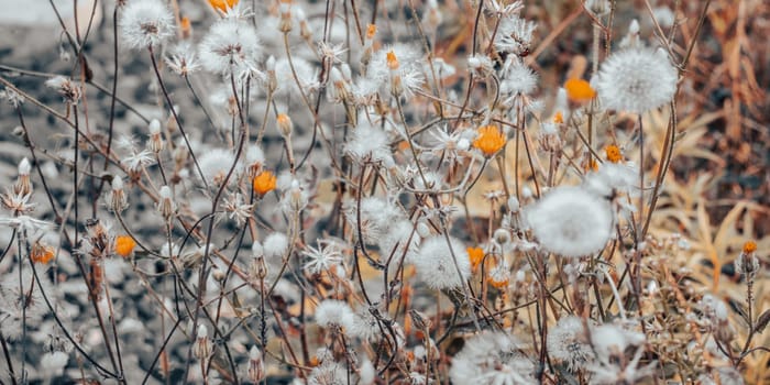 Close up meadow flowers autumnal concept photo. Meadow wool flowers under sun. Front view photography with blurred background. High quality picture