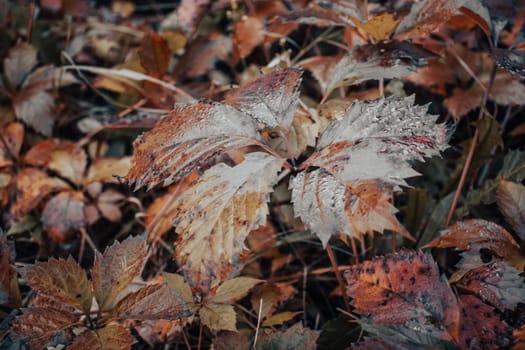 Wet ivy leaves garden autumn morning concept photo. Autumnal atmosphere image. Beautiful nature scenery photography. High quality picture for wallpaper, travel blog. Wild grapes, parthenocissus, wild grapes liana, Virginia creeper plant.